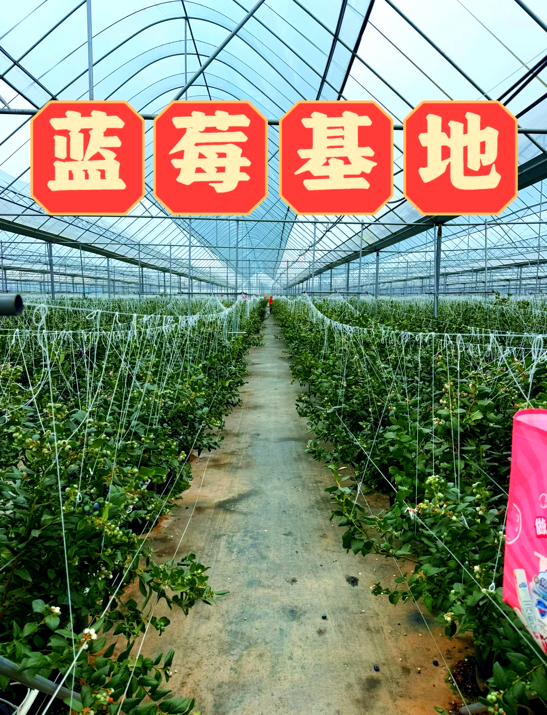 蓝莓果园夏季场景,植株整齐排列,配有滴灌带,地面覆盖黑色地膜,上方架设有遮阳网结构,工人正在检查果实成熟度,背景显示温湿度监测仪 蓝莓夏季田间管理实景图