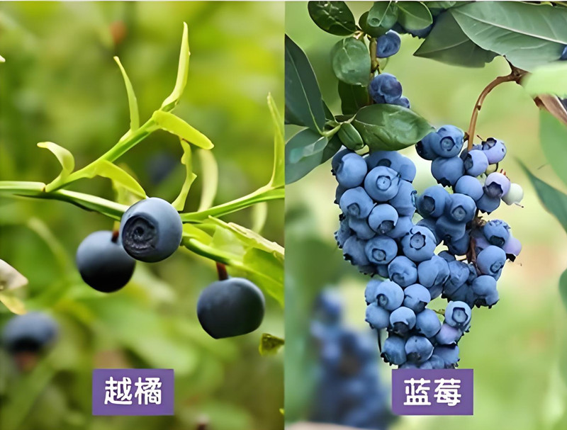 蓝莓与蔓越莓营养成分雷达图对比