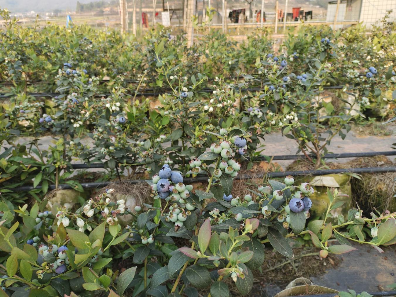 一片阳光充足的蓝莓种植园中,成排的蓝莓灌木枝叶繁茂,枝头上挂满成熟饱满的深蓝色蓝莓果实,晶莹剔透,表面覆盖着一层自然的果粉,背景为绿色田野与蓝天,展现生态健康的生长环境 蓝莓植株特写