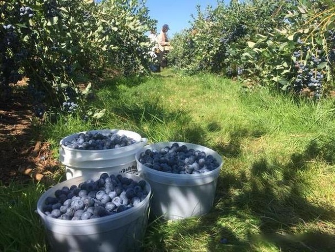 蓝莓采摘篮与新鲜果实展示