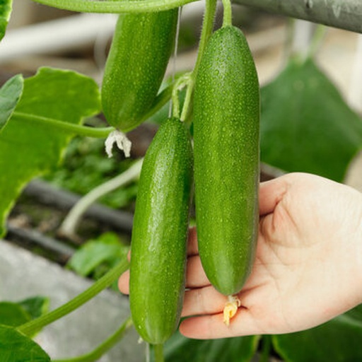 一名厨师正在白色瓷盘上用牙签仔细去除小黄瓜花中心的花蕊,旁边放着一碗刚从藤上采摘下来的鲜黄色小黄瓜花,背景为阳光照射下的菜园,体现食材的新鲜与自然 小黄瓜花清洗与去蕊处理过程