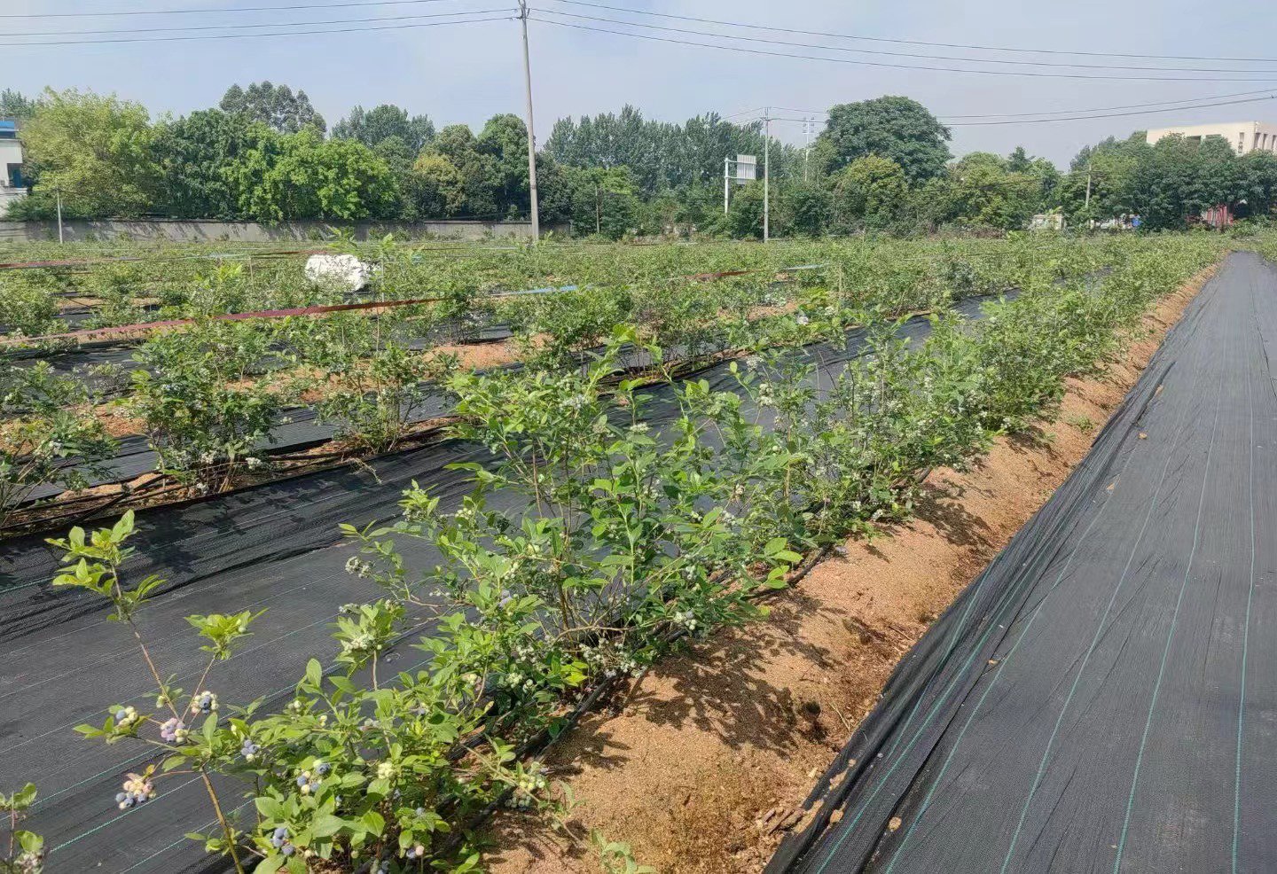 蓝莓种植园航拍图