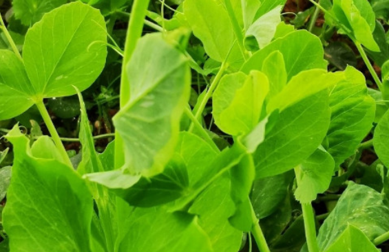 高茎豌豆植株特写
