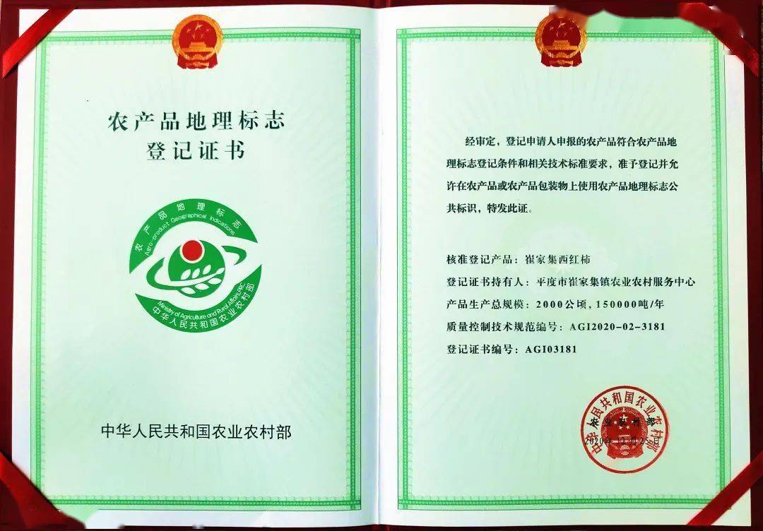 中国地理标志产品富平尖柿特写：黄橙色椭圆形果实整齐排列于竹编簸箕中，背景虚化呈现陕西富平柿子产业园晾晒场，体现道地药材级产地属性
