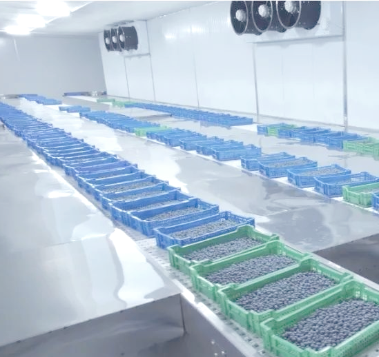 工业级蓝莓冷冻干燥生产线局部特写