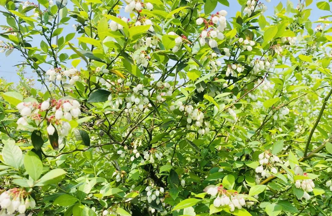 蓝莓树开花季节实景