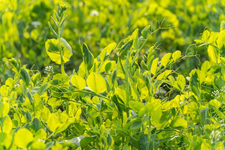 鲜嫩绿色豌豆植株在田间生长特写