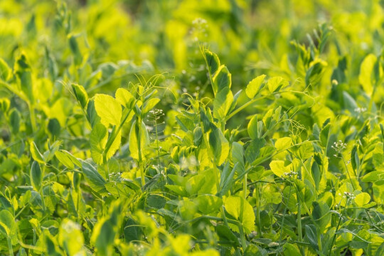 青豌豆豆荚特写