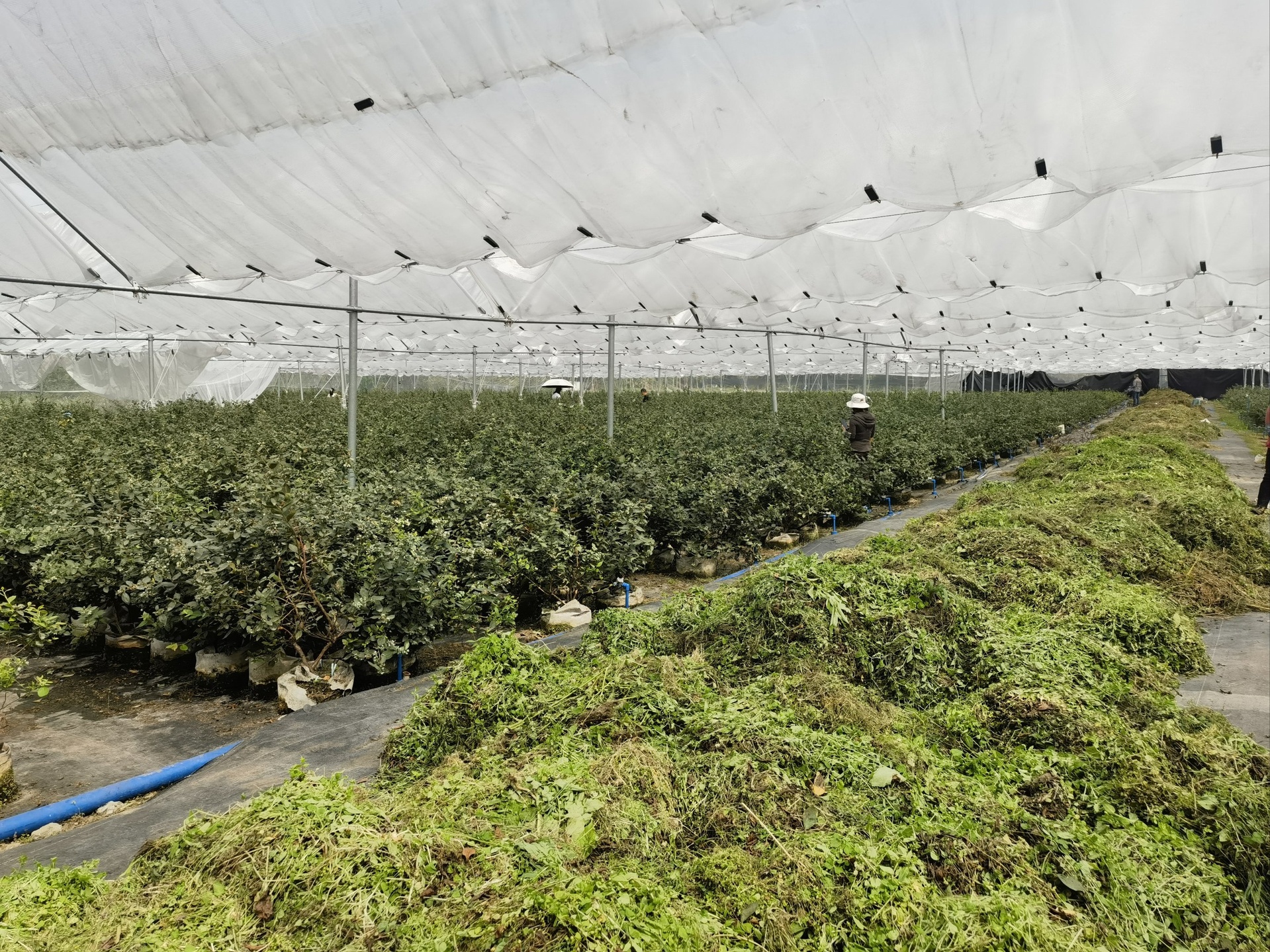 一名技术人员正在对莱克西蓝莓植株进行夏季摘心和疏枝修剪,手持修枝剪,动作规范,背景为整齐排列的蓝莓行间 莱克西蓝莓夏季修剪示意图