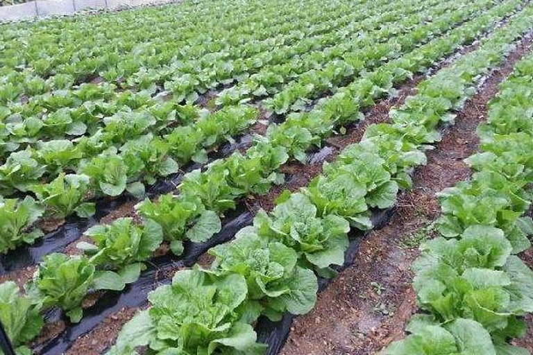 生菜高密度起垄定植现场图