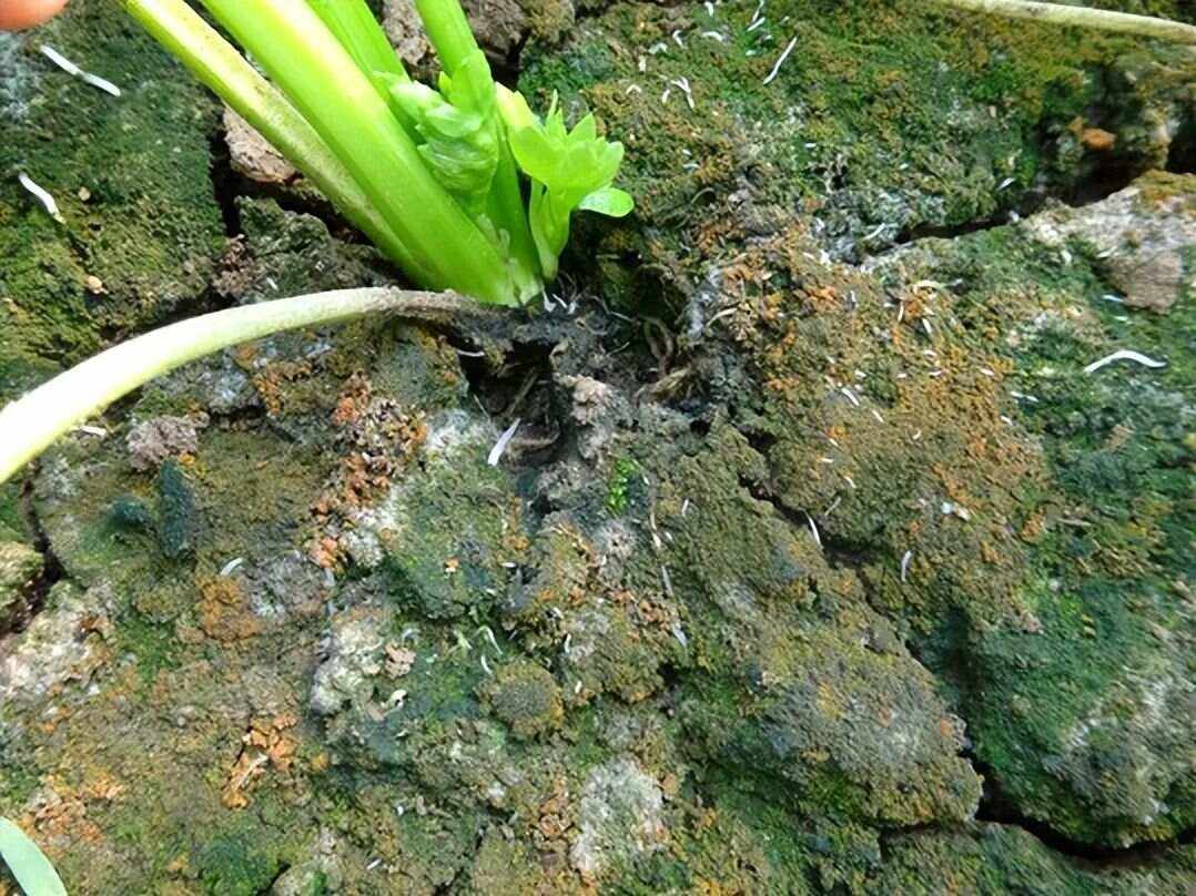 一丛野生山芹生长在湿润的林下环境,茎秆细长带紫色斑点,羽状复叶舒展,顶端开出白色小花,背景为苔藓覆盖的岩石和落叶,显示其偏好的阴湿生境 山芹特写与生态环境