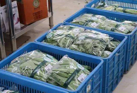 甘肃包菜冷链装车现场实景图