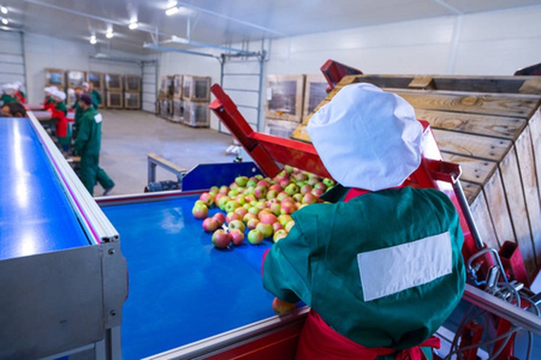 采摘工人正在果园中挑选成熟1661苹果装箱