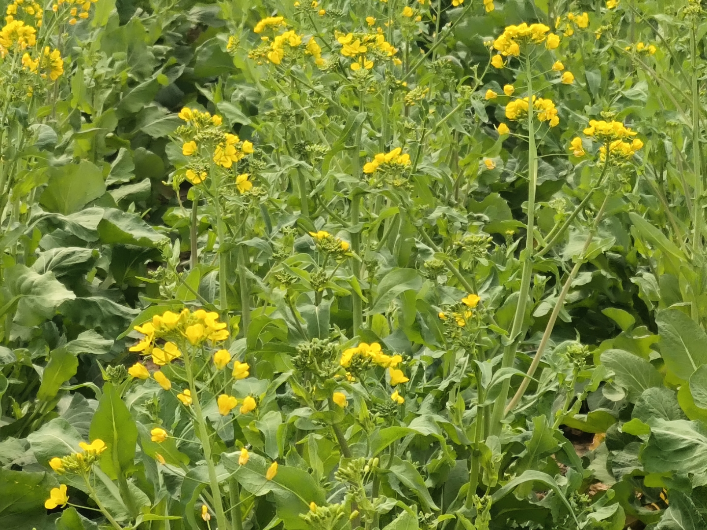 画面左侧为野生油菜植株,生长于路边石缝中,叶片边缘锯齿明显,颜色偏深绿;右侧为农田中整齐种植的黄色开花油菜,背景为春季田野,两者形态相似但生长环境迥异 野油菜与栽培油菜对比图