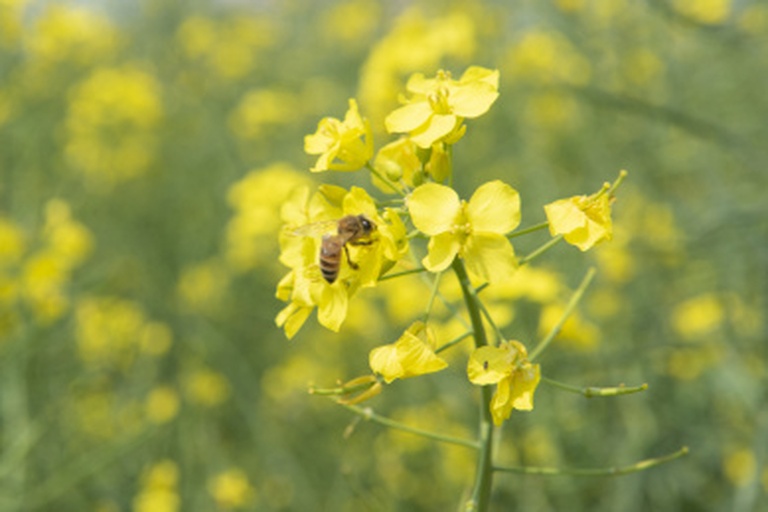 图示内容包括油菜完全花的解剖结构,标注花瓣、雄蕊、雌蕊、蜜腺位置;同时展示蜜蜂在花间飞行进行传粉的过程,背景为成片油菜田,突出昆虫媒介在异花授粉中的作用 油菜花朵结构与授粉过程示意图