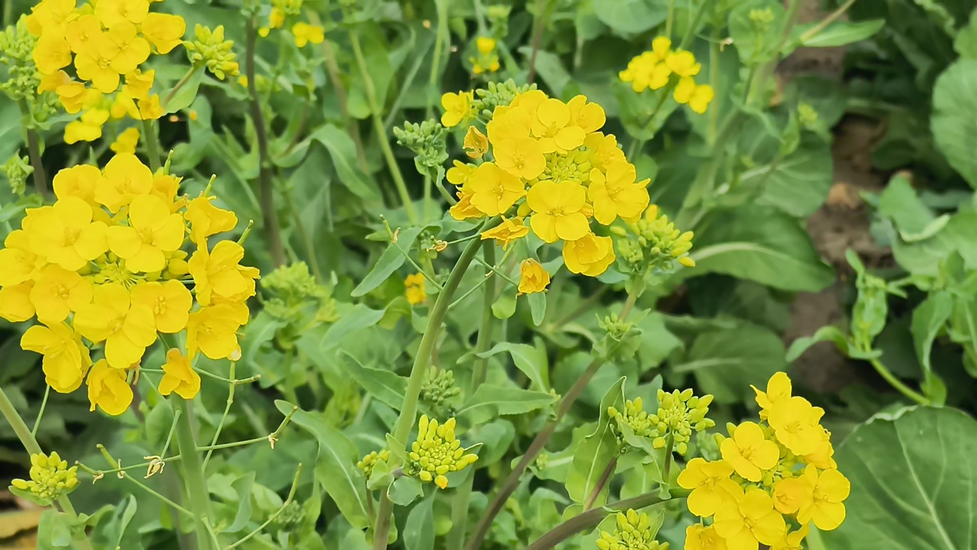 田间盛开的油菜花