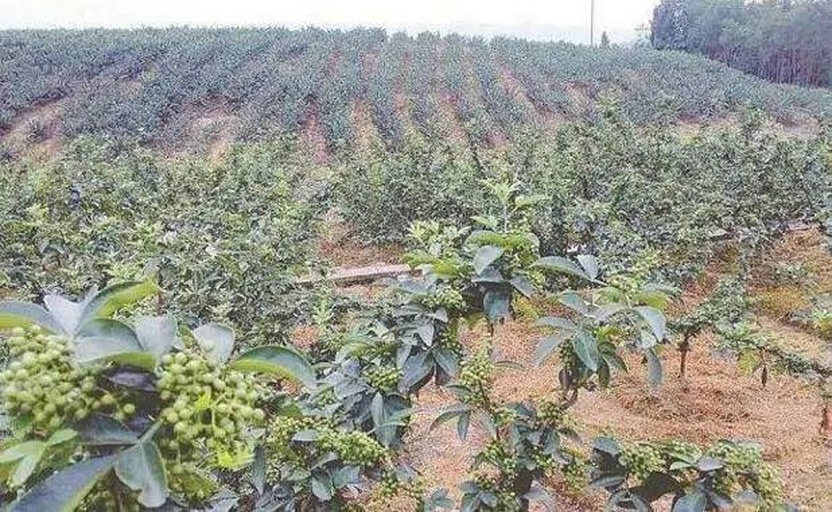 画面显示一片丘陵地带的花椒种植园,农民正在移栽花椒幼苗,每株根部带有湿润土球,周围铺设滴灌管道,远处可见山地梯田结构,体现山区特色农业场景 花椒园春季移栽现场图