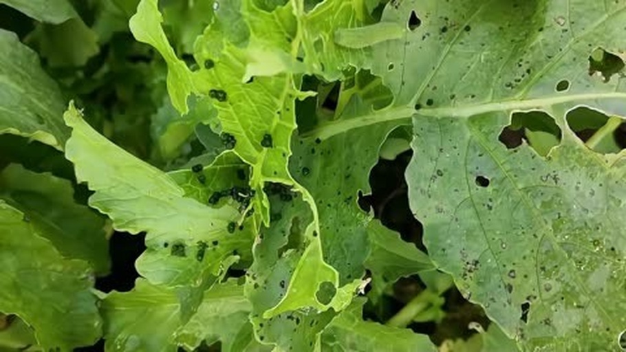 油麦菜叶片被菜青虫啃食后的孔洞状损伤