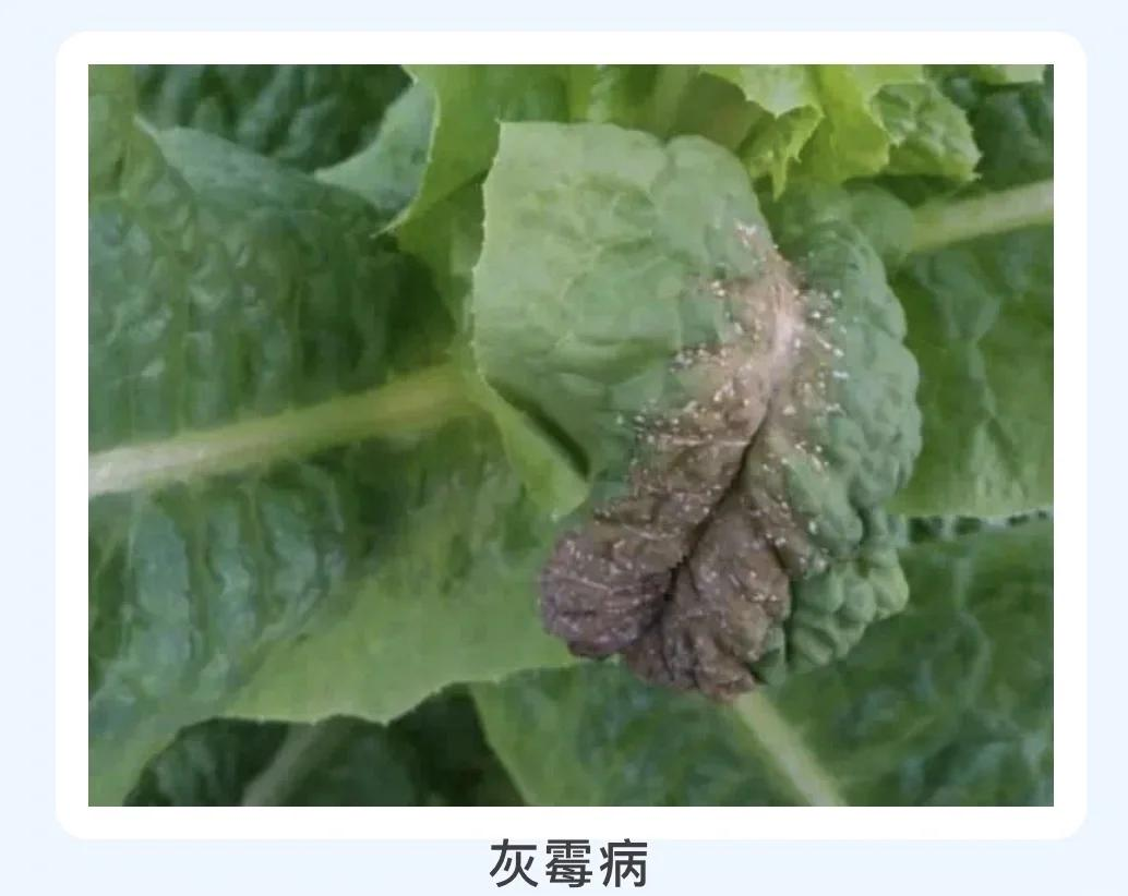 韭菜灰霉病叶片特写