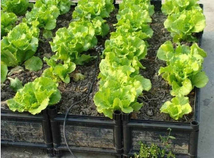 一个放置在城市阳台的木质种植箱,内部整齐种植着多种颜色的散叶生菜,包括绿色和紫红色品种,旁边配有喷壶和园艺剪刀,展现家庭可持续种植场景 家庭阳台上的散叶生菜种植箱