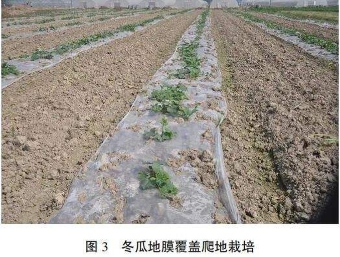 农民在冬瓜垄沟中进行条施复合肥作业,使用小锄开浅沟,均匀撒施颗粒肥料后覆土,背景可见整齐排列的冬瓜藤蔓,体现标准化田间管理场景 冬瓜田间追肥操作现场