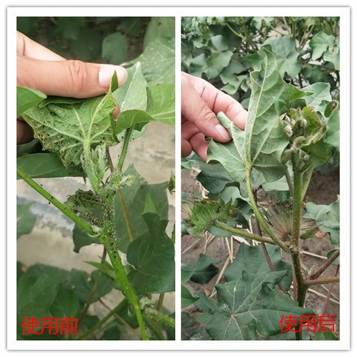 新疆阿克苏棉田实景:左半幅为烟嘧磺隆+含抗坏血酸钠氨基酸肥混喷区(杂草枯死彻底,棉苗健壮);右半幅为未添加抗氧化剂混喷区(杂草返青,棉苗顶芽轻微黄化) 夏季高温下氨基酸肥与除草剂混配田间效果对比