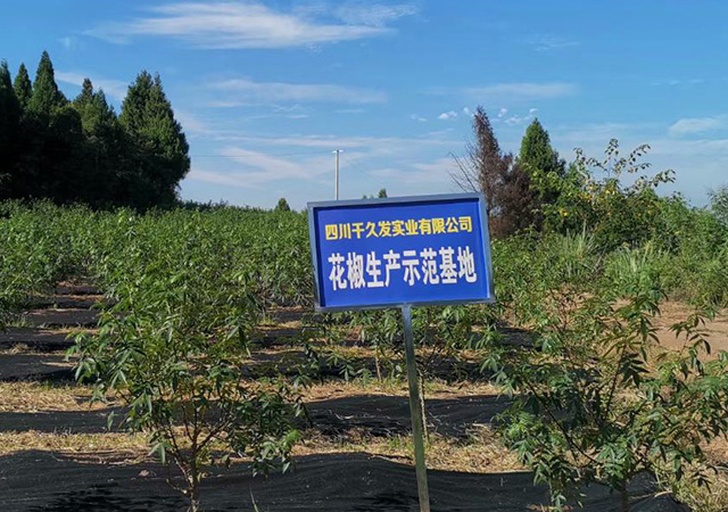 花椒古树认养牌特写：不锈钢铭牌刻有“汉源古椒·2003年栽植”，二维码清晰可扫，下方标注“认养人：张XX｜年份：2024｜坐标：北纬29.32°东经102.45°”