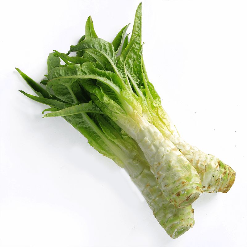 罗马生菜整株特写：深绿色长椭圆形叶片直立丛生，叶脉粗壮清晰，叶缘微波状，基部淡绿抱合，表面覆薄层天然蜡粉，无萎蔫或褐斑