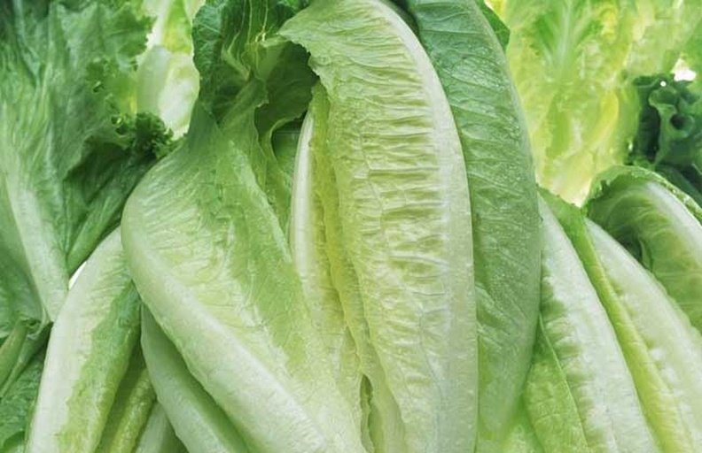 生菜与芥菜叶片显微结构示意图