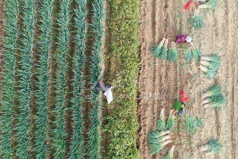 田间红皮洋葱收获场景：金秋午后，农民弯腰采收已倒伏晾晒3天的红皮洋葱，洋葱球体半埋于疏松褐土中，表皮泛着干燥后的深紫红哑光，周围散落少量干枯葱叶与草绳捆扎的成品洋葱堆