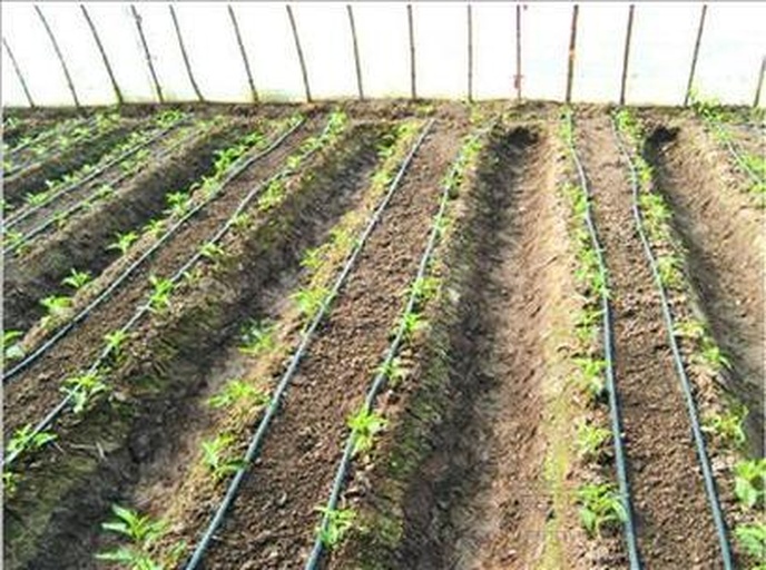 红桃K幼苗种植地块中安装的滴灌系统特写,包括主管道、支管、滴箭插入根部附近土壤,水滴缓慢渗出,周围土壤湿润,背景可见多个幼苗整齐排列 红桃K幼苗节水滴灌系统示意图
