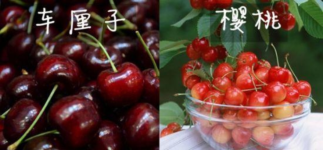 实验室检测场景：左侧HPLC色谱图显示车厘子（红线）中芍药素-3-芸香糖苷峰面积显著高于中国樱桃（蓝线）；右侧试管中相同质量样品经模拟胃液消化2小时后，中国樱桃（左管）维生素C保留率（橙色）为68%，车厘子（右管）为41%（黄色）