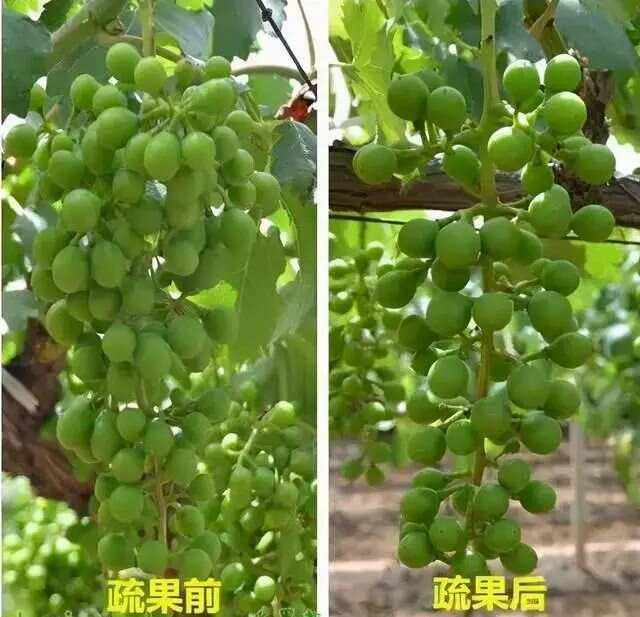 图3:夏黑葡萄疏果质量验收标准化工具组。图中桌面陈列:左侧为透明亚克力疏果比对模板(18 cm规格),正覆盖于标准果穗上,边缘完全吻合;中部电子数粒板液晶屏显示‘63’(当前计数);右侧不锈钢疏果卡尺正卡住两粒相邻果粒,数字屏清晰显示‘2.8 cm’;背景右上角可见农业农村部颁发的‘葡萄绿色生产示范基地’铜牌(编号NAGP-2022-JS-087) 夏黑葡萄疏果质量验收工具组:亚克力疏果比对模板(18 cm规格)覆盖在标准果穗上严丝合缝,电子数粒板显示当前计数‘63’,不锈钢疏果卡尺卡住两粒果实时显示‘2.8 cm’,背景为农业农村部颁发的《葡萄绿色生产示范基地》铜牌