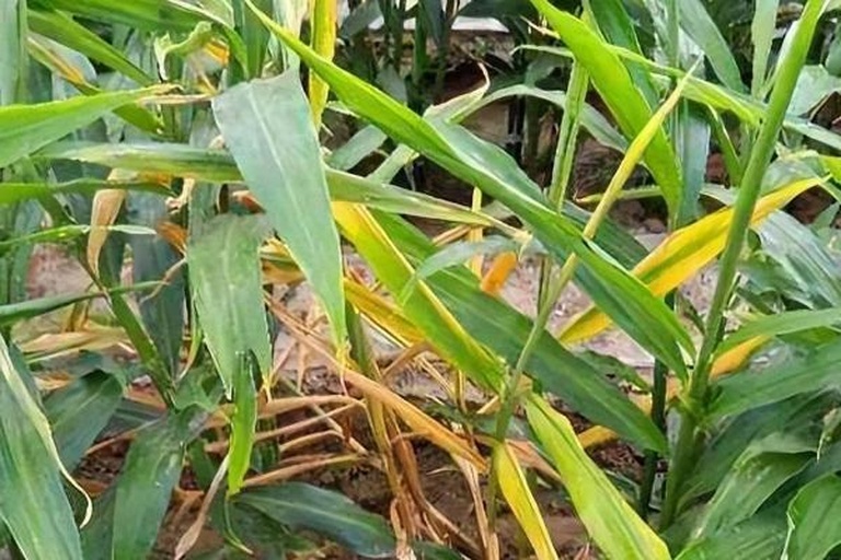 生姜病毒病叶片症状