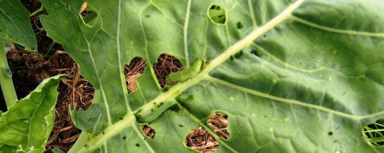 菜青虫危害油菜叶片特写