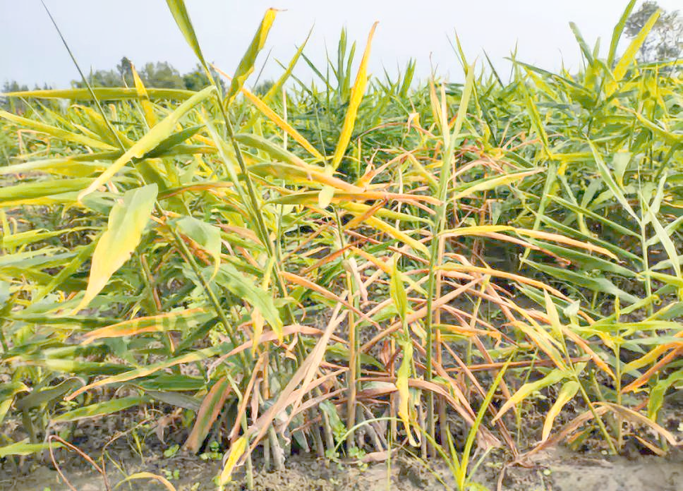 展示生姜健康植株与感染姜瘟病、茎基腐病、根结线虫病的植株对比,包括叶片萎蔫、茎基部腐烂、根部瘤状物等典型症状,背景为田间种植环境 生姜病害症状对比图