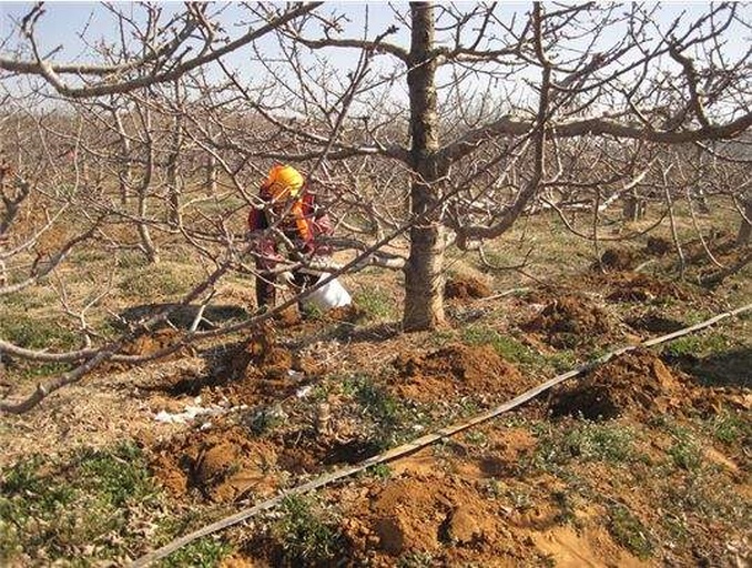 冬季石榴修剪示意图