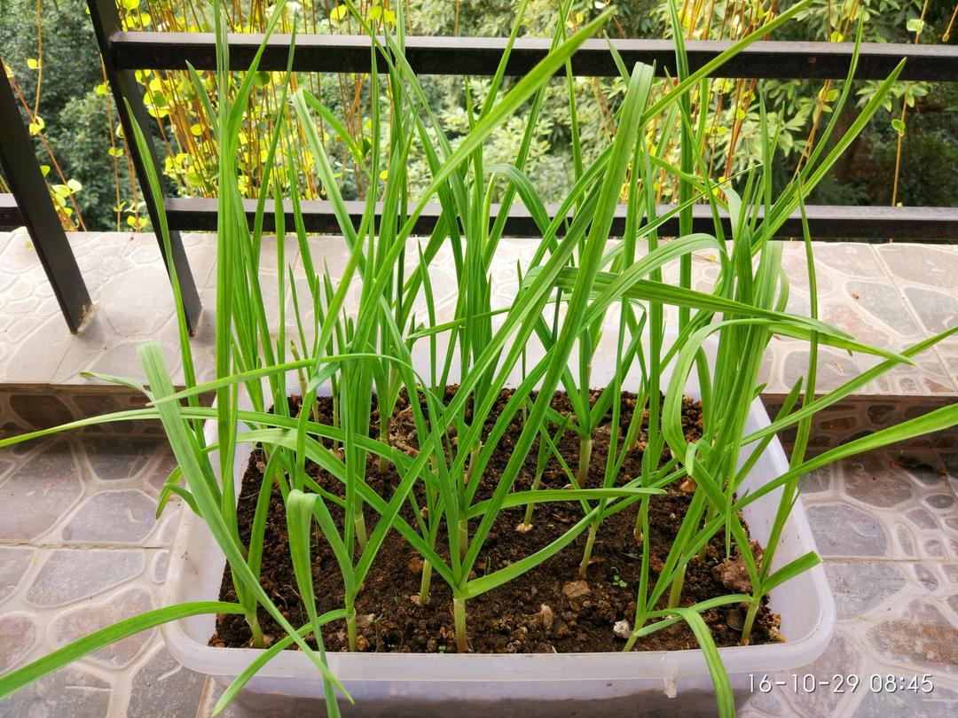 家庭阳台种植蒜苗场景