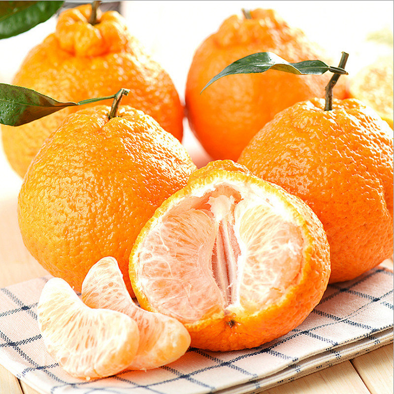 丑美人柑桔一单果特写