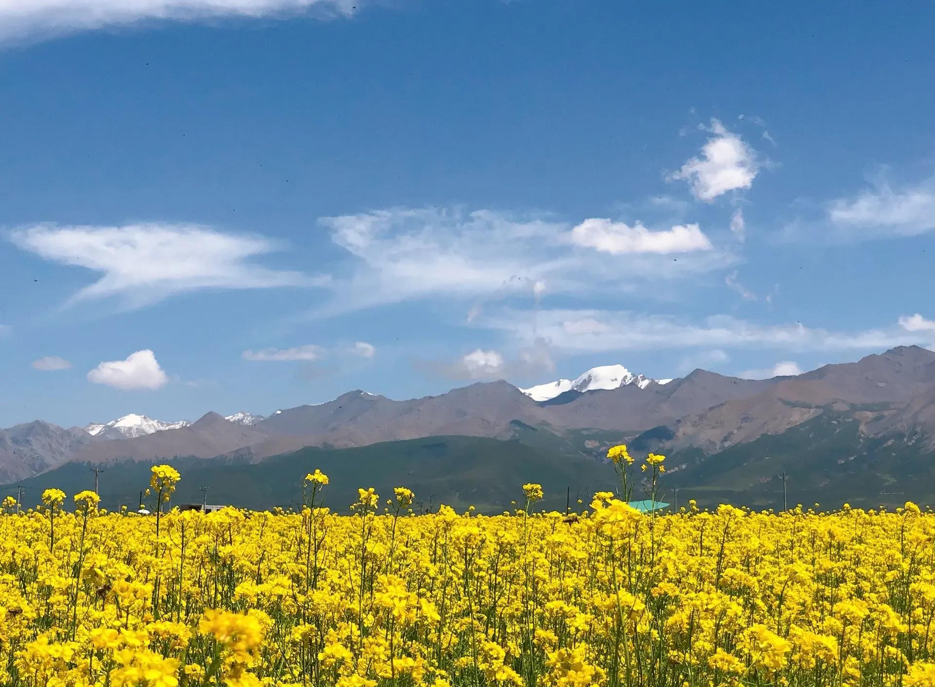 门源油菜花田全景