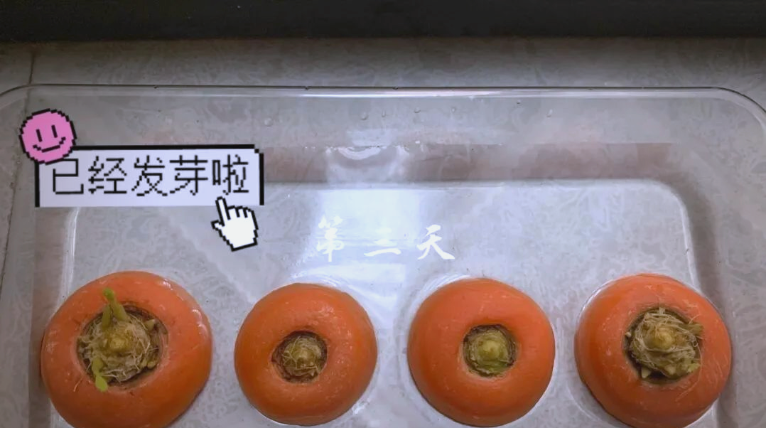 胡萝卜种子催芽过程示意图