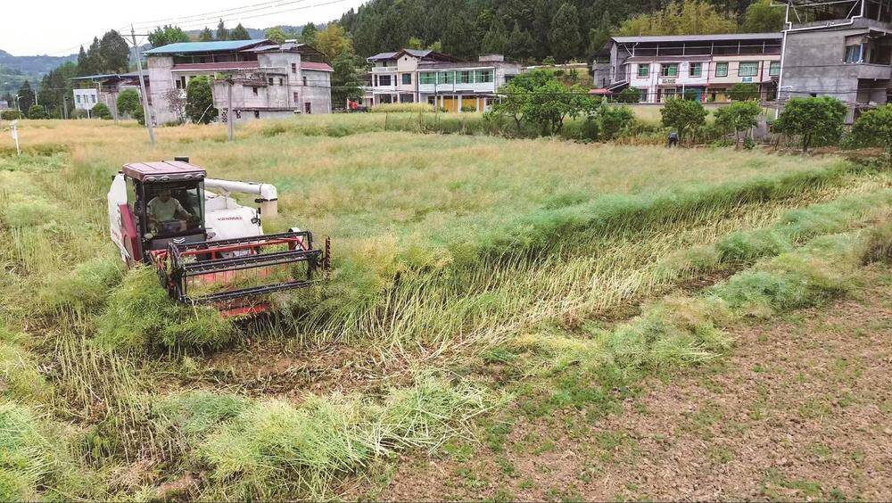 现代化油菜收割作业场景