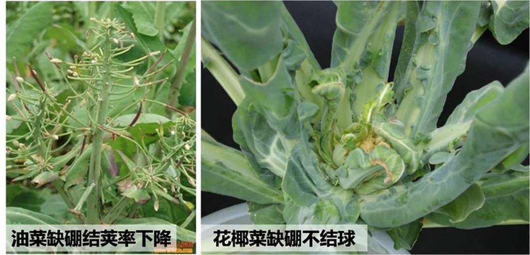 图示:左列显示缺硼导致的花而不实(花瓣脱落、无豆荚)、右列显示矫正7天后正常结荚;中列对比根瘤发育不良(根系白净无瘤)与接种根瘤菌后(根系密布粉红色有效根瘤),三组均拍摄于同一地块同一品种‘云豌1号’ 荷兰豆典型生理性障碍与矫正对照图