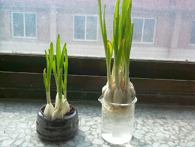 室内蒜苗种植实操图