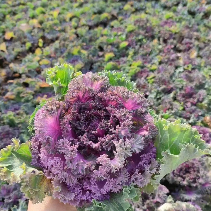 羽衣甘蓝植株特写