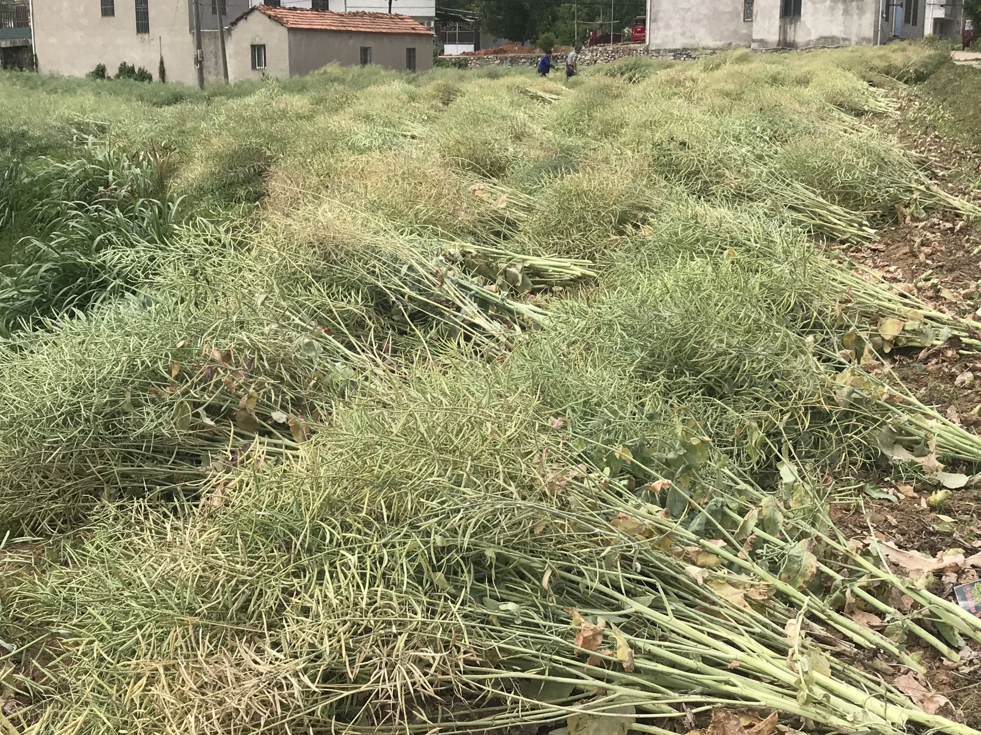 贵州省兴义市万峰林街道某村庄,几位身着布依族服饰的农民正在田间手工割收成熟的油菜植株,使用传统竹编簸箕堆放,背景为喀斯特山峦,天气晴朗,油菜荚果饱满呈褐色,部分已裂开露出黑色种子,展现传统与现代结合的小规模采收作业场景 农户采收油菜场景