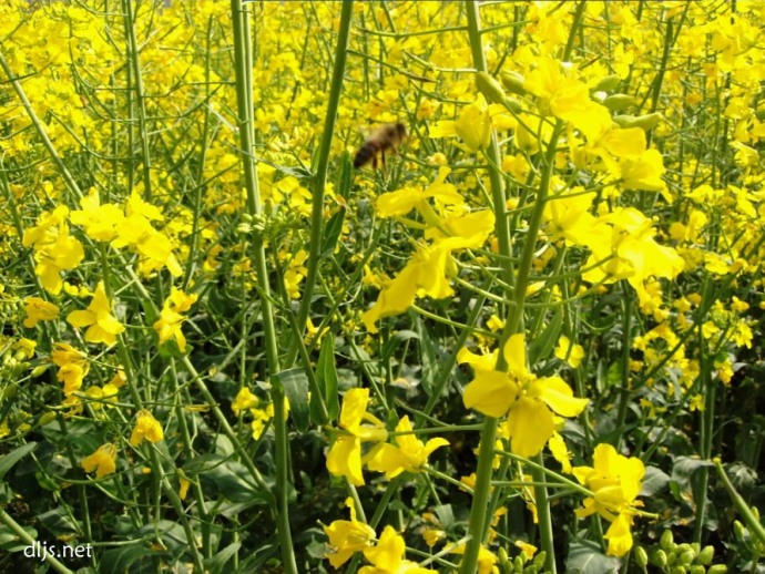 油菜花田中蜜蜂正在采集花蜜