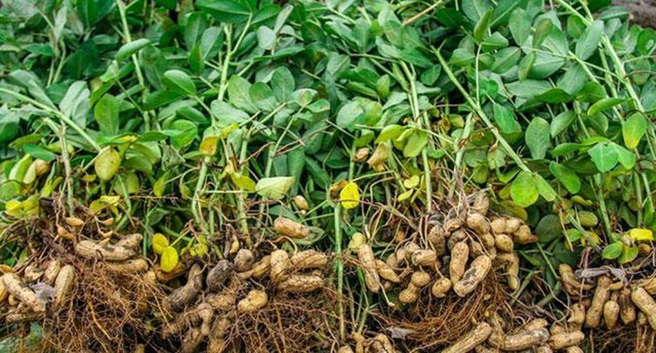 一株成熟的花生植株,根部悬挂着多个饱满的花生荚果,土壤轻微附着在荚壳上,背景为农田环境,展示花生作为地下结果作物的生长特性 花生植株与果实特写