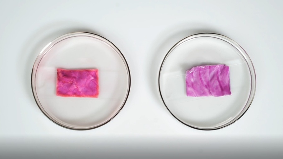 一张印有标准比色卡的纸张,横向排列5个圆形色块:从左到右分别为红色(pH=2)、粉红(pH=4)、紫色(pH=7)、蓝色(pH=9)、绿色(pH=11),下方标注对应的pH值及常见物质示例,上方标题为‘紫甘蓝花青素pH响应色彩谱’ 紫甘蓝汁在不同pH值下的标准比色卡示意图