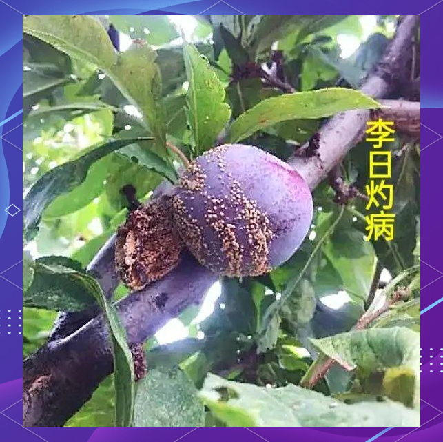 显微拍摄下的桃形李叶片,清晰显示褐斑病与细菌性穿孔病的复合症状:褐色圆形病斑周围有黄色晕圈,部分病斑已破裂形成穿孔,叶背可见轻微霉层 桃形李叶片病害特写图